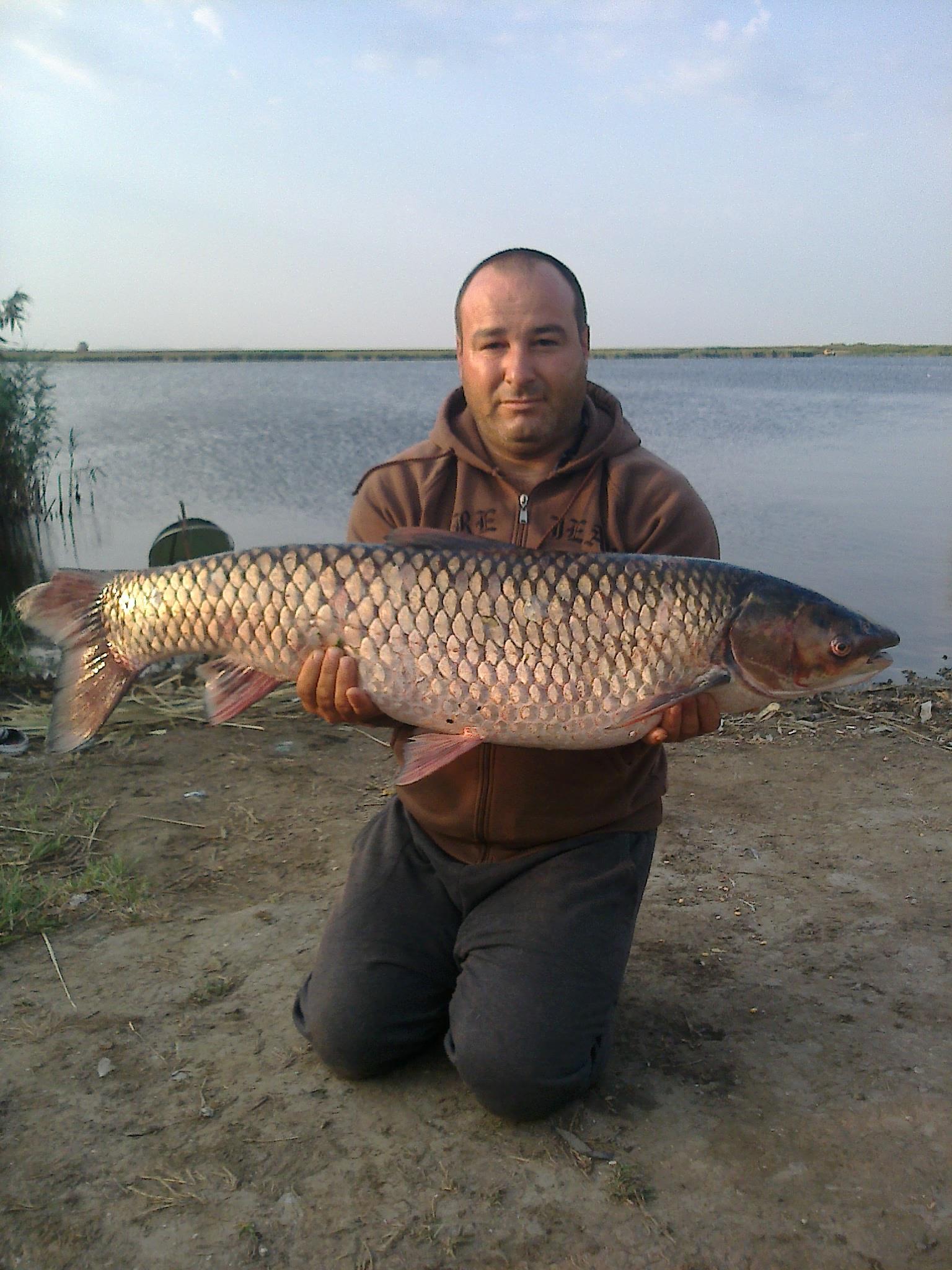 pestisori de aur - boris-phone-025.jpg